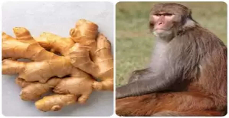 बंदर क्यों नहीं जानता गुणों की खान अदरक का स्वाद?