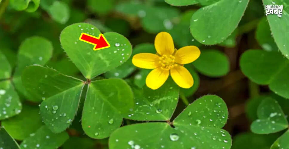 चांगेरी के पत्तों के स्वास्थ्य लाभ और उपयोग
