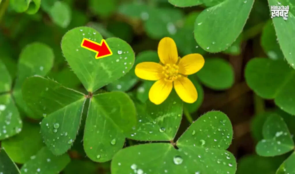 चांगेरी के पत्तों के स्वास्थ्य लाभ और उपयोग