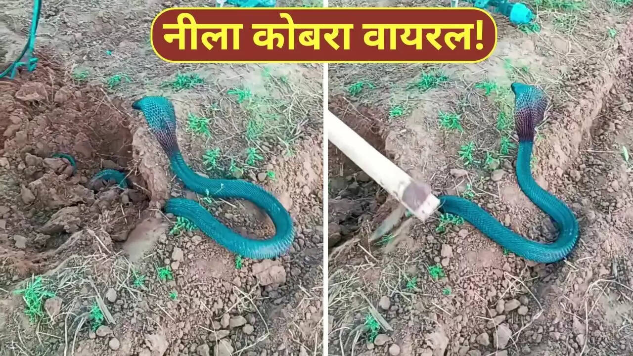 नीला कोबरा: खेत में किसान के सामने आया अद्भुत सांप