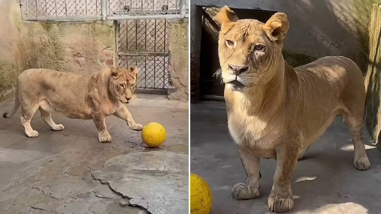क्यूटनेस में बेजोड़: बौना शेर जो सोशल मीडिया पर छाया