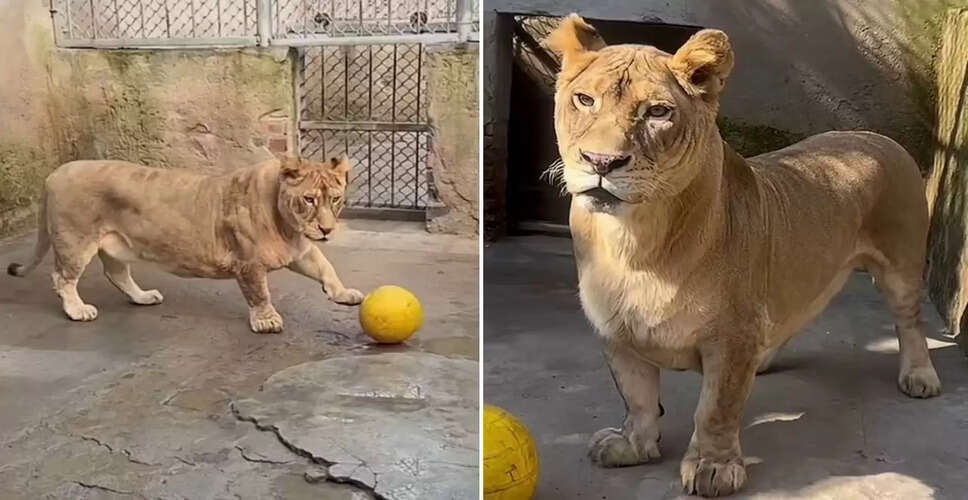 क्यूटनेस में बेजोड़: बौना शेर जो सोशल मीडिया पर छाया