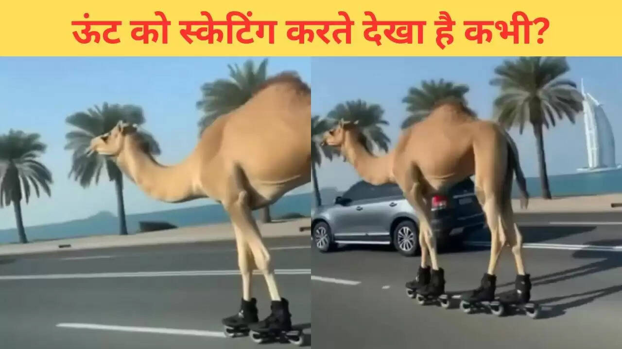 दुबई की सड़कों पर ऊंट की स्केटिंग का अनोखा नजारा