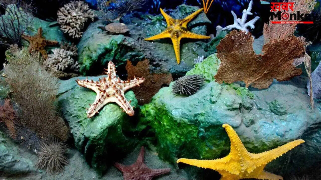 स्टारफिश: बिना दिल और दिमाग के जीवित रहने की अनोखी कला