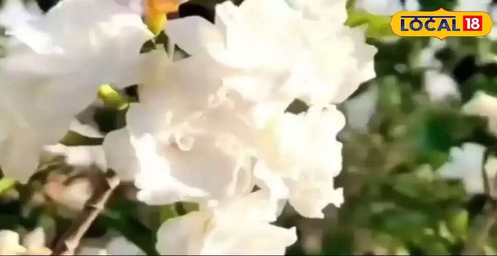 चांदनी पौधे के औषधीय गुण और सजावट में उपयोग