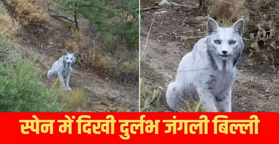 स्पेन में पहली बार देखी गई सफेद इबेरियन लिंक्स, वैज्ञानिकों को किया हैरान