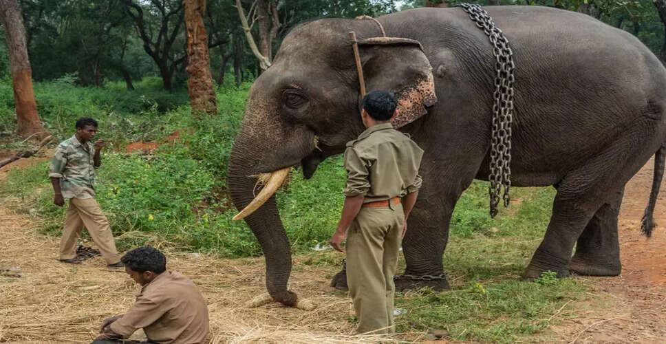 कर्नाटका के हाथी शिविर में पर्यटकों की एंट्री पर रोक