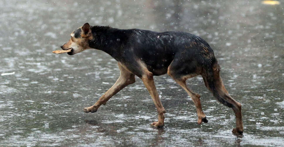 पटना में 'डॉग बाबू' का निवास प्रमाण पत्र: प्रशासन की कार्रवाई और जांच