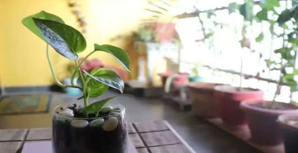 क्या मनी प्लांट चुराने से मिलती है धन की प्राप्ति? जानें सच