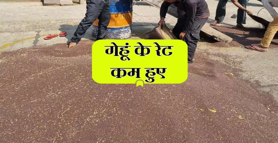 कोटा मंडी में फसलों के भाव में गिरावट, जानें ताजा दरें