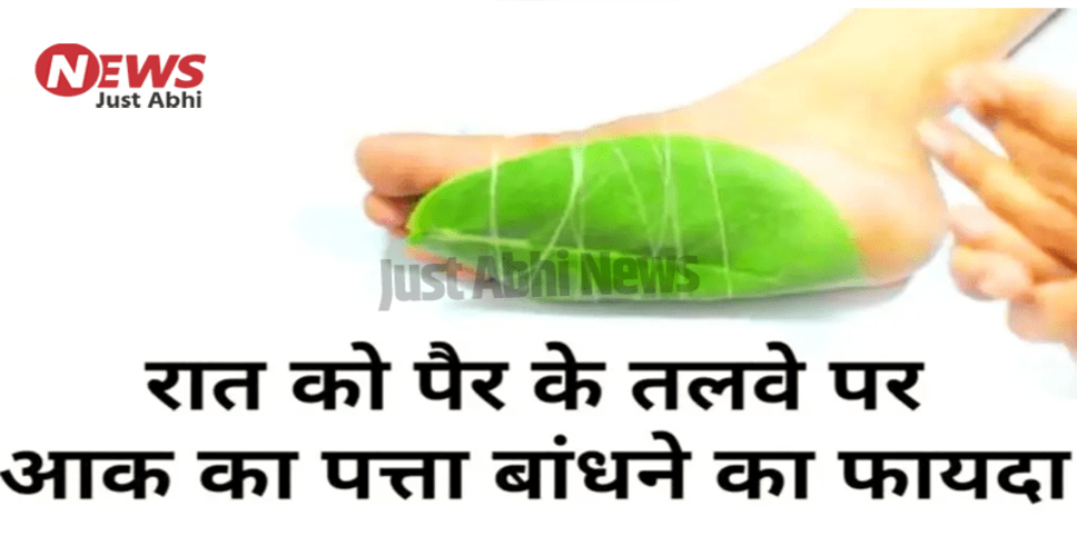 आक पौधे के लाभ और हानियाँ: जानें इसके उपयोग