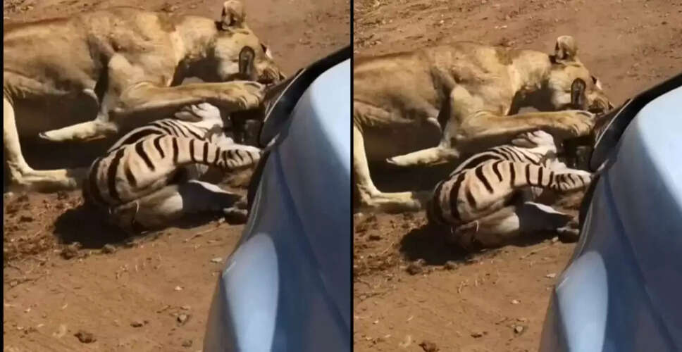 शेरनी का खतरनाक शिकार: जेब्रा पर हमला करते हुए वायरल वीडियो