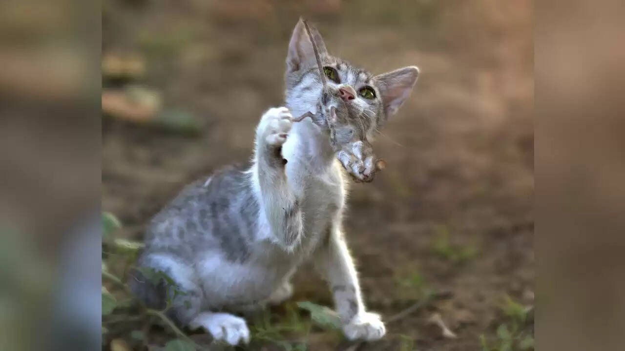 बिल्ली का चूहा शिकार: वायरल वीडियो ने किया सबको हैरान