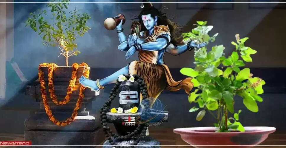 तुलसी के पास न रखें ये चीजें, वरना हो सकता है नुकसान