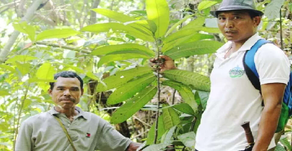 नागालैंड विश्वविद्यालय का महत्वपूर्ण शोध: Goniothalamus simonsii पर अध्ययन