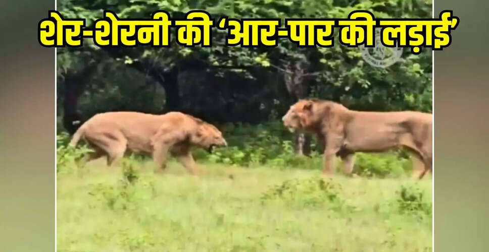 गुजरात के गिर में शेर और शेरनी के बीच भयंकर संघर्ष का वीडियो वायरल