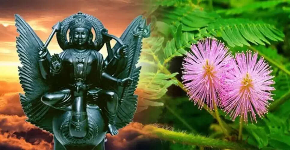शमी के पौधे से शनि के अशुभ प्रभावों से मुक्ति