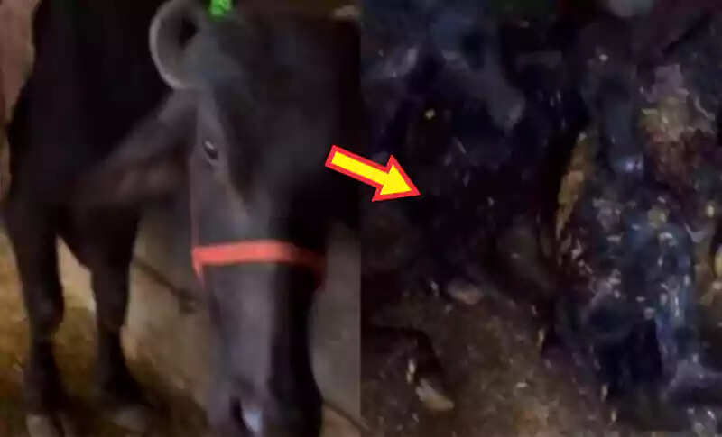 मेरठ में गर्भवती भैंस ने दिए तीन बछड़े, गांव में मचा हड़कंप