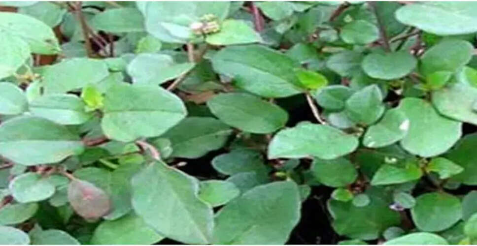 पुनर्नवा: आयुर्वेद की चमत्कारी औषधि जो आपको जवान बनाए रखेगी