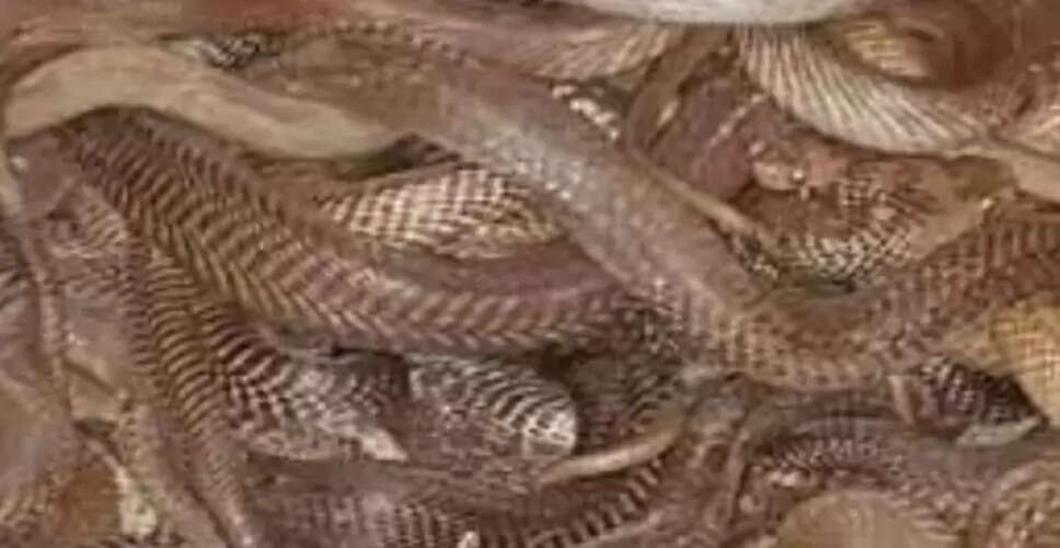अजमेर में चक्रवाती तूफान से प्रभावित, 50 से अधिक सांपों की रहस्यमय मौत