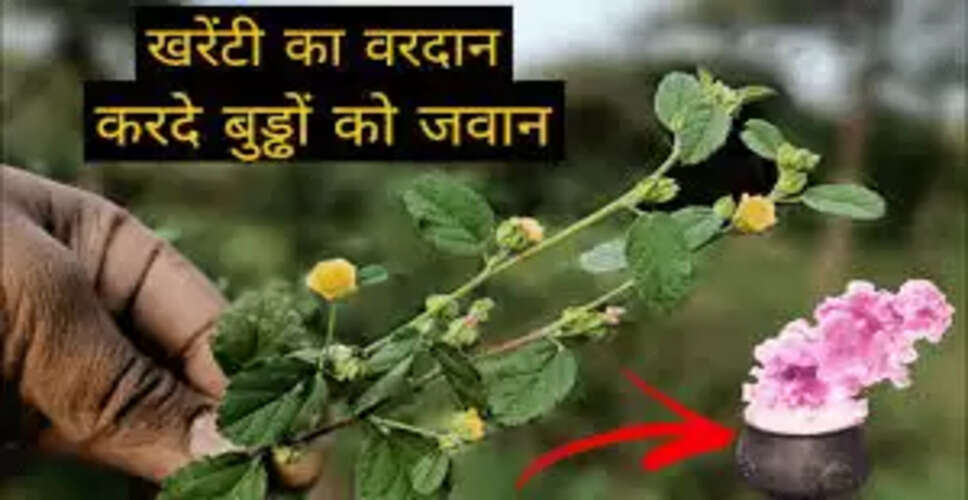 अतिबला: शारीरिक कमजोरी दूर करने वाली जड़ी-बूटी के अद्भुत फायदे