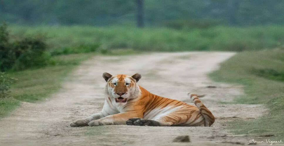 असम में बाघों की संख्या में वृद्धि, संरक्षण की नई चुनौतियाँ