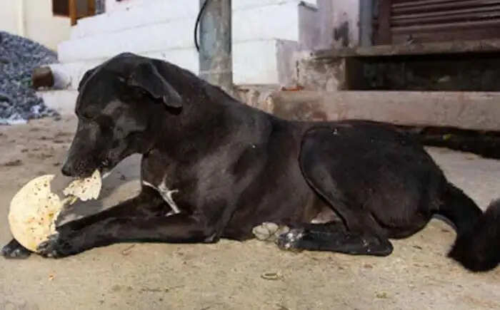 काले कुत्ते से जुड़े टोटके और उनके लाभ