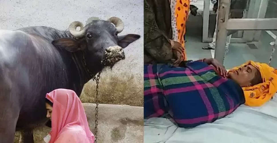 राजस्थान में दूध निकालते समय भैंस गिरने से महिला घायल, भैंस की मौत