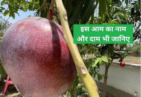 भारत में उगाया गया दुनिया का सबसे महंगा आम, कीमत जानकर रह जाएंगे दंग