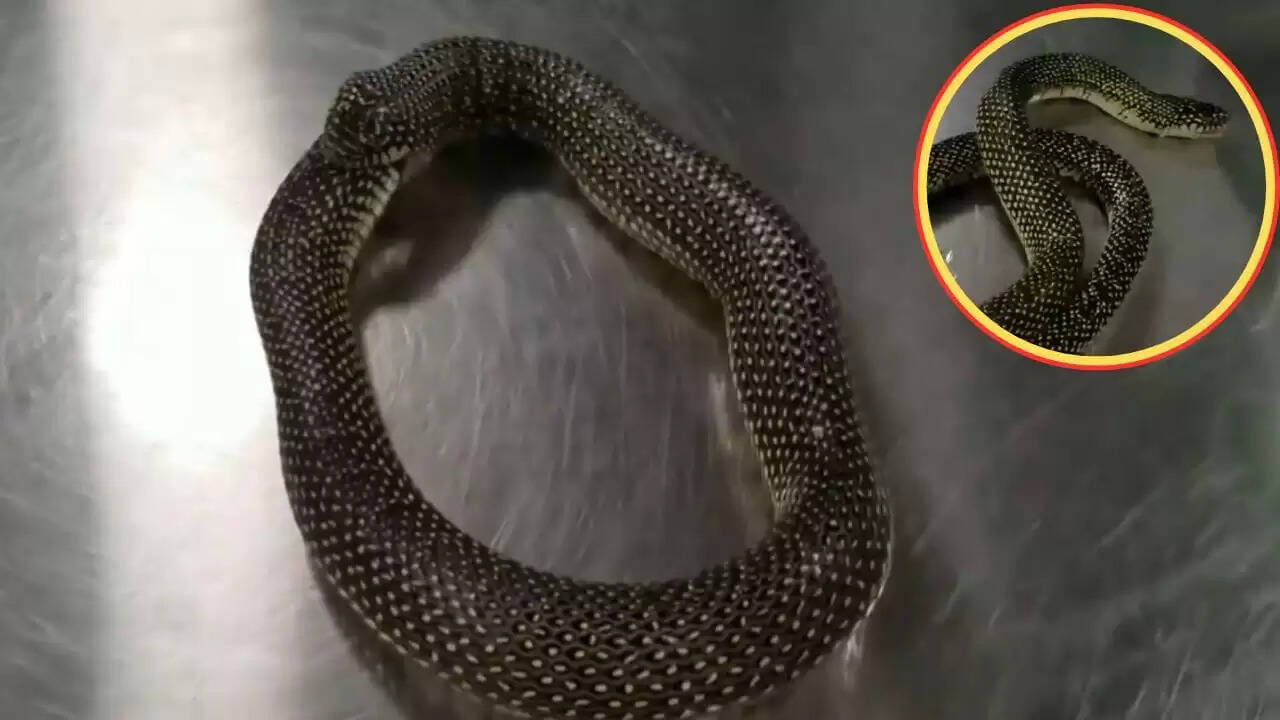 सांप की आत्महत्या की कोशिश का वायरल वीडियो: जान बचाने वाला इंसान