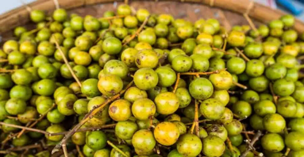 छोटे से लभेर के गुण बड़े-बड़े, इस 'इंडियन चेरी' का स्वाद पान जैसा