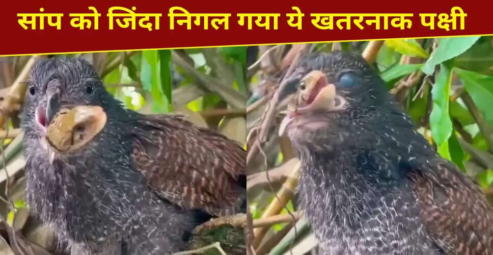खतरनाक पक्षी ने जिंदा सांप को निगला, वायरल वीडियो ने मचाई हलचल