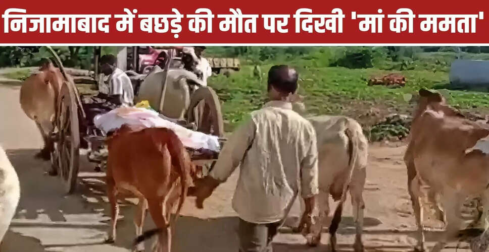 गाय की ममता: बछड़े की मौत पर भावुक दृश्य