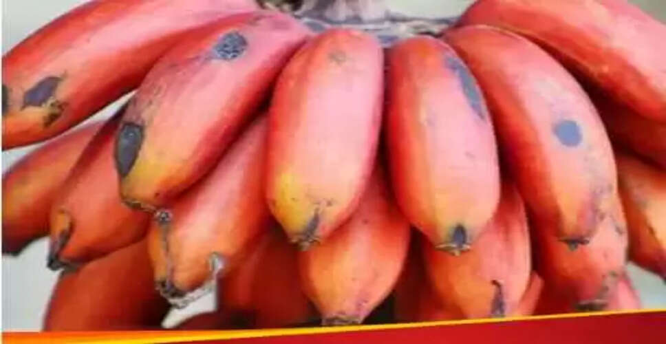लाल केले के अद्भुत स्वास्थ्य लाभ: जानें क्यों इसे अपनी डाइट में शामिल करें