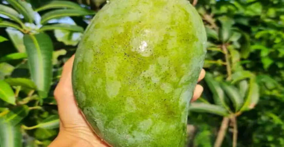 नूरजहां आम: गर्मियों की अनोखी और दुर्लभ किस्म