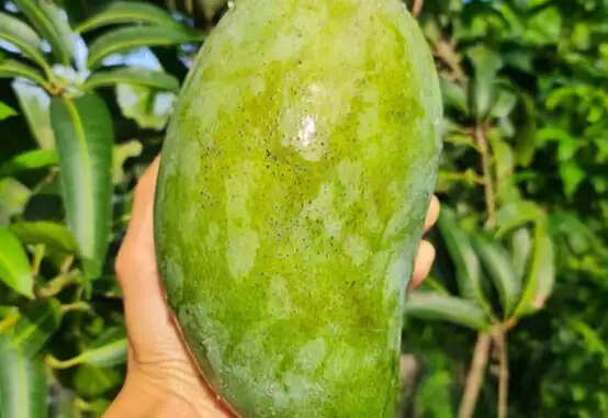 नूरजहां आम: गर्मियों की अनोखी और दुर्लभ किस्म