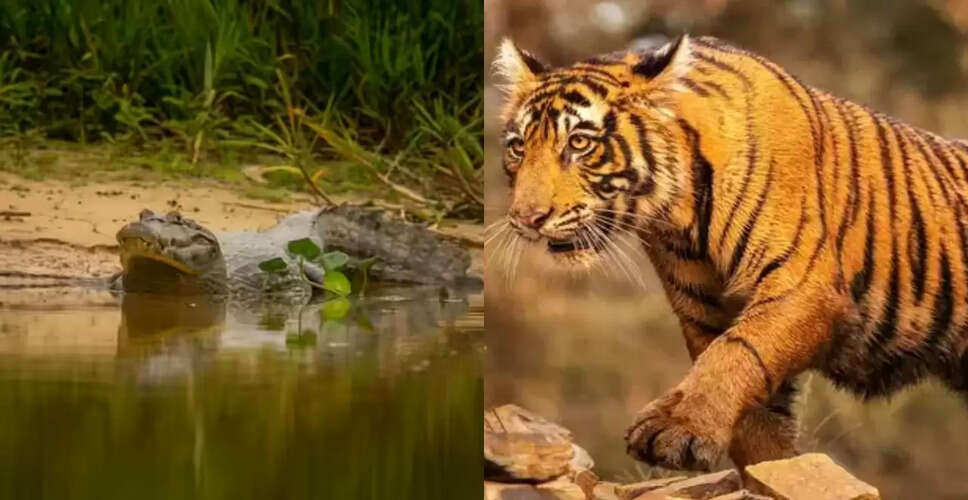 बाघ और मगरमच्छ की अद्भुत लड़ाई: कौन है असली शिकारी?