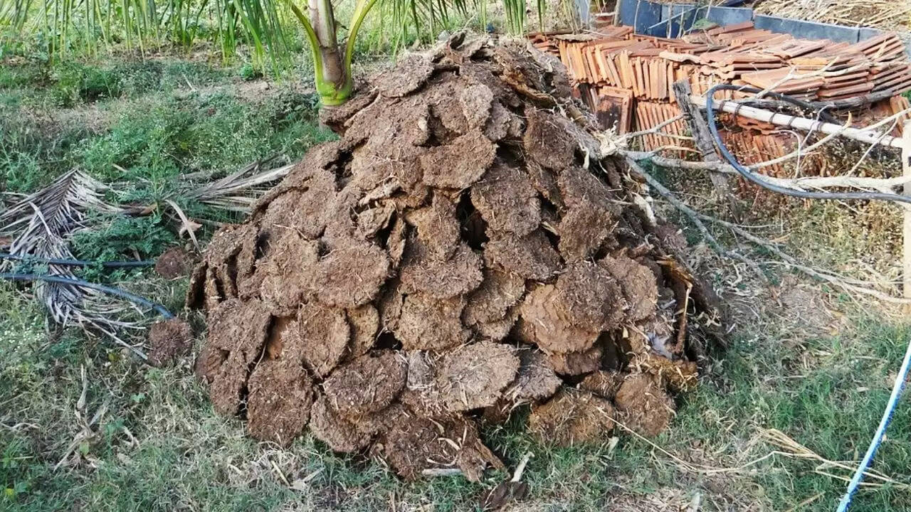 भारत से गोबर खरीदने वाले देशों की बढ़ती संख्या और इसके कारण