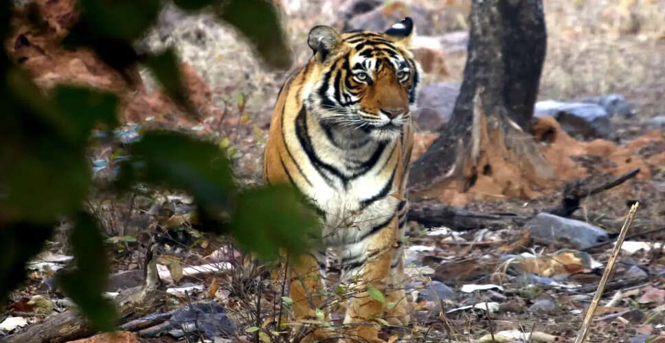 रणथम्भौर नेशनल पार्क में सफारी वाहन के ब्रेक फेल, पर्यटक सुरक्षित