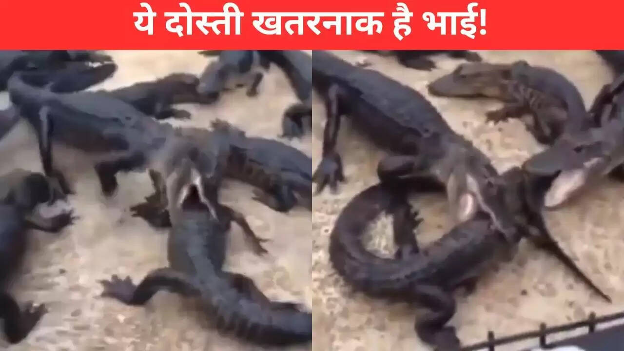 मगरमच्छों की खौफनाक लड़ाई का वायरल वीडियो