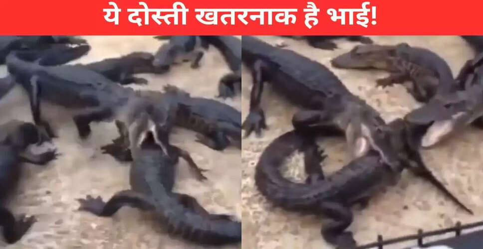 मगरमच्छों की खौफनाक लड़ाई का वायरल वीडियो