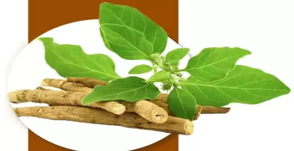 इम्यून सिस्टम को बूस्ट तो तनाव को छूमंतर करता है ये कमाल का ‘इंडियन विंटर चेरी’