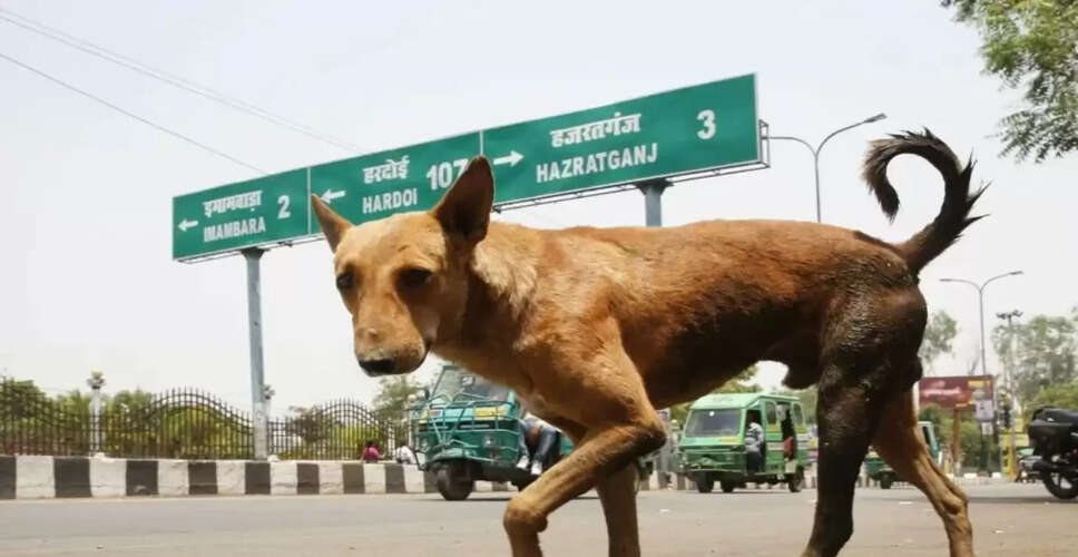दिल्ली-एनसीआर में आवारा कुत्तों के पुनर्वास पर सीजेआई का ध्यान