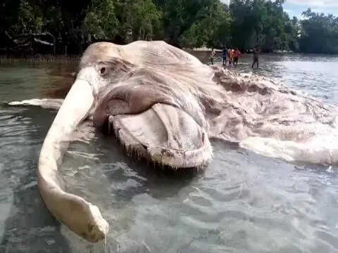 समुद्र किनारे मिलीं 5 रहस्यमयी चीजें जो आपको चौंका देंगी