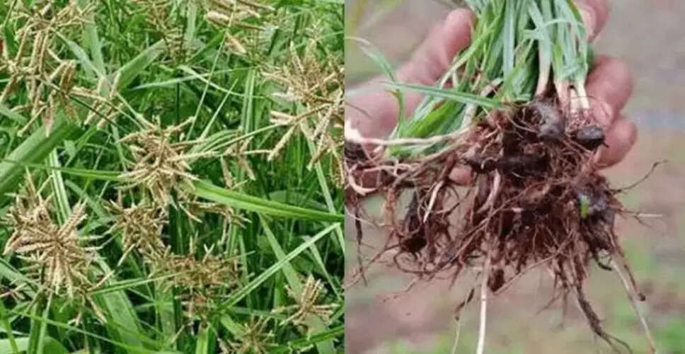 नागरमोथा: एक बहुगुणी औषधि के अद्भुत लाभ