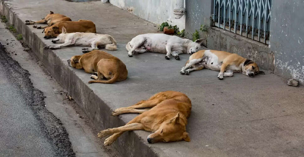 दिल्ली-एनसीआर में आवारा कुत्तों के लिए सुप्रीम कोर्ट का नया आदेश