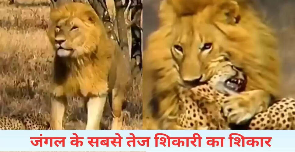 शेर का चीते पर खौफनाक हमला: वायरल वीडियो में देखें जंगल का असली नजारा