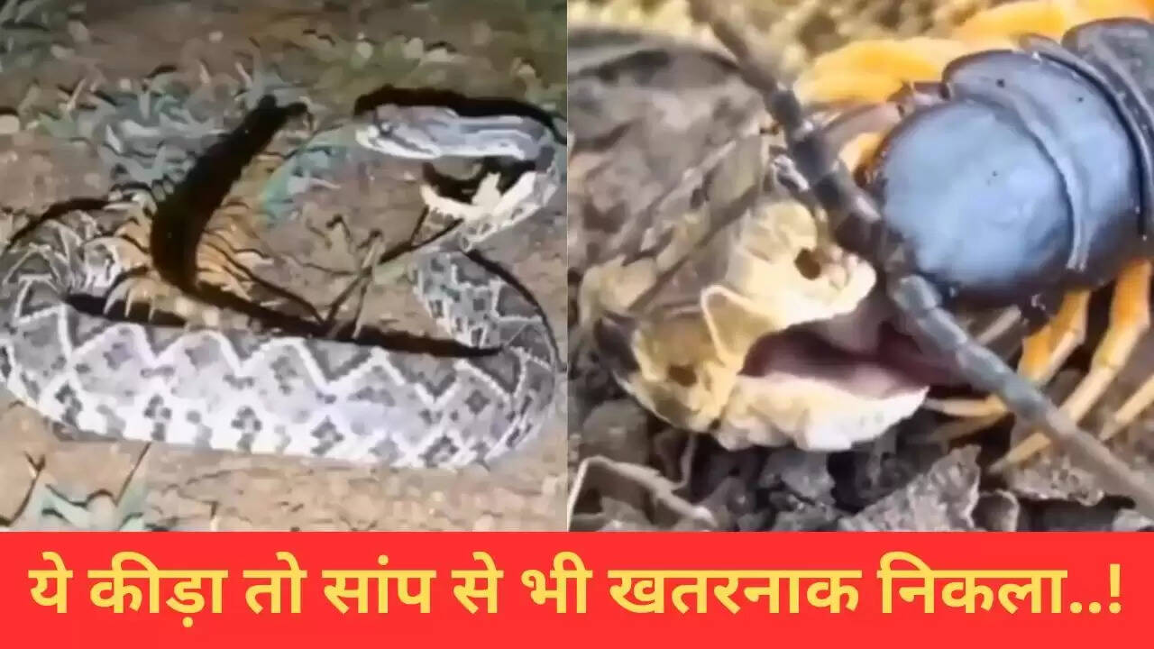 छोटे कीड़े ने खतरनाक सांप को किया बेबस, वायरल वीडियो में देखें