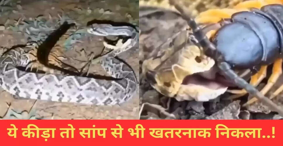 छोटे कीड़े ने खतरनाक सांप को किया बेबस, वायरल वीडियो में देखें