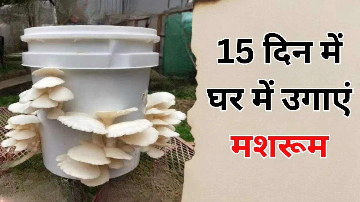 घर पर मशरूम उगाने का सरल तरीका: 15 दिनों में तैयार करें ताजे मशरूम